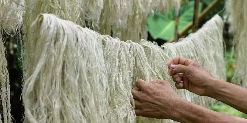 Hành trình khởi nghiệp sợi dứa Ecosoi
