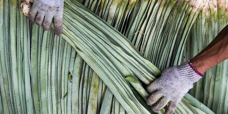 Mô hình sản xuất sợi dứa Ecosoi